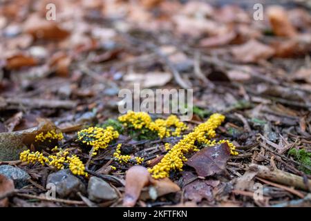 composition of natural forest decor on white background, autumn dried plants  and leaves Stock Photo by romashkacom