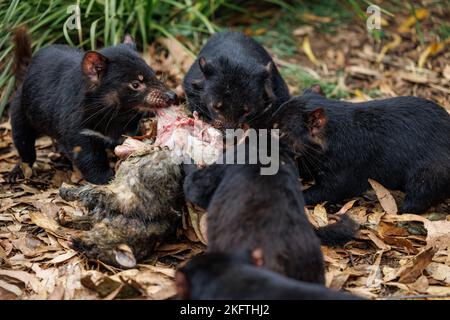 Trowunna Wildlife Park at Mole Creek, Tasmania Stock Photo