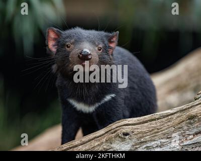 Trowunna Wildlife Park at Mole Creek, Tasmania Stock Photo