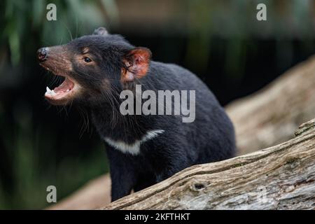 Trowunna Wildlife Park at Mole Creek, Tasmania Stock Photo