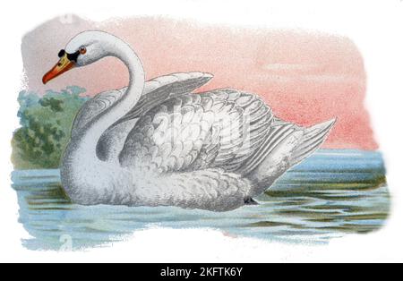 Mute Swan Cygnus olor,  (zoology book, 1913), Höckerschwan Stock Photo