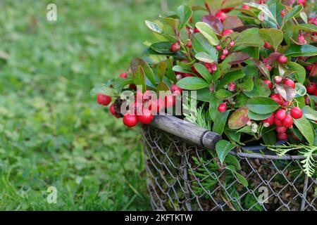 Pretty Gaultheria Procumbens in a wire basket get the viewer in the mood for autumn, copy space Stock Photo