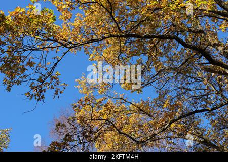 Beautiful branches of an oak tree with golden yellow autumn colour against a blue sky, view from below Stock Photo