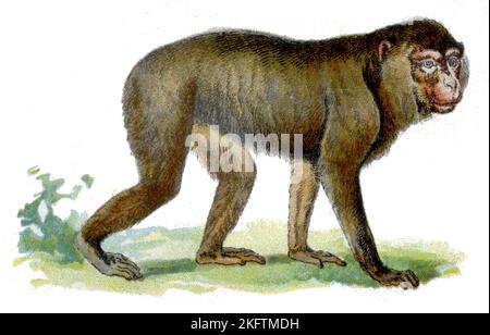 Barbary macaque Macaca sylvanus,  (zoology book, 1913), Berberaffe Stock Photo