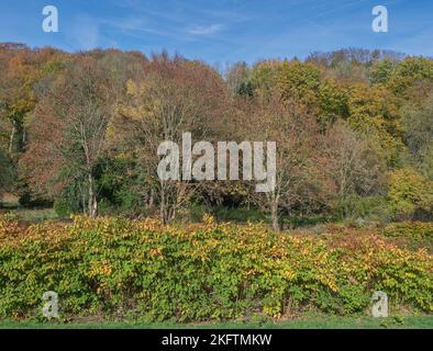 japanese knotweed (Fallopia japonica) ,in autumn at Wupper River,Bergisches Land,Germany Stock Photo