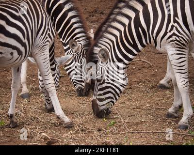 The three zebras eating grass in the Bandia reserve, Senegal. Stock Photo