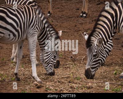 The three zebras eating grass in the Bandia reserve, Senegal. Stock Photo