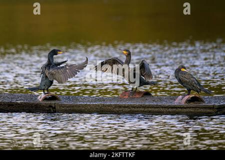 Cormorants (Phalacrocorax carbo) dry their wings on a pontoon in the middle of a lake in Kent, England. Stock Photo