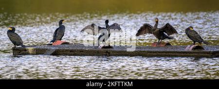 Cormorants (Phalacrocorax carbo) dry their wings on a pontoon in the middle of a lake in Kent, England. Stock Photo