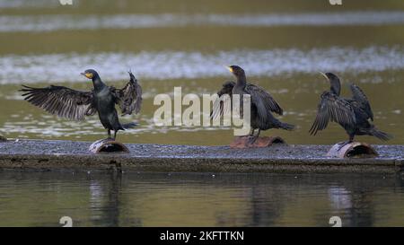 Cormorants (Phalacrocorax carbo) dry their wings on a pontoon in the middle of a lake in Kent, England. Stock Photo