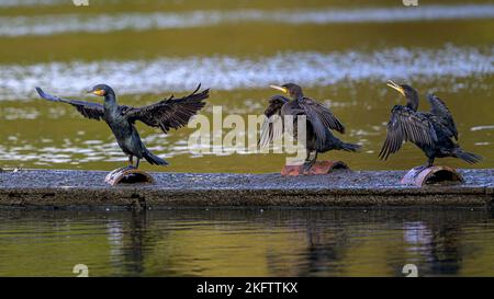 Cormorants (Phalacrocorax carbo) dry their wings on a pontoon in the middle of a lake in Kent, England. Stock Photo