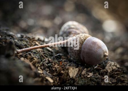 Acorns on an old sawn-off tree stump in autumn Stock Photo