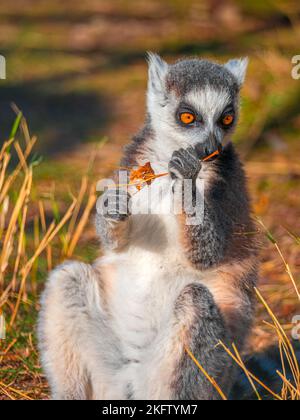 lemur, generally, any primitive primate Stock Photo - Alamy