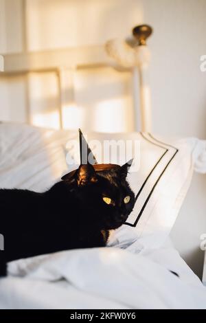 A vertical of a black cat wearing a tiny black and gold witch hat while lounging on a white bed. Stock Photo