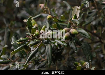 Close-up of oak acorns with raindrops Stock Photo