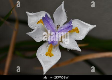 Dietes or African Iris/Butterfly Iris/Fortnight Lily decorated by raindrops looks like a diamond in Armidale, NSW, Australia Stock Photo