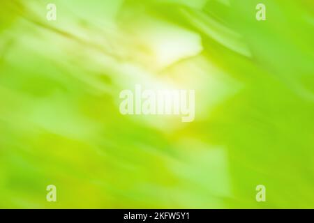 Wild flower on the meadow blurry background. Multicolored abstract defocused blurry effect background. Stock Photo