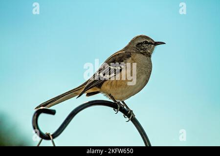 Northern Mocking Bird Perched on top of Pole with blue skies Stock Photo