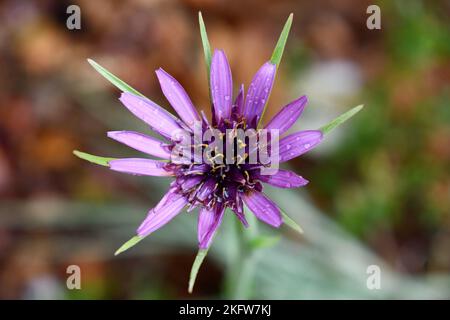 Raindrop on full bloomed Salsify flower (Tragopogon porrifolius) makes a purple diamond just after a splash of summer rain in Armidale, NSW, Australia Stock Photo