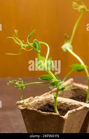 Pea sprouts in a cardboard container. Close up. Brown background. Stock Photo
