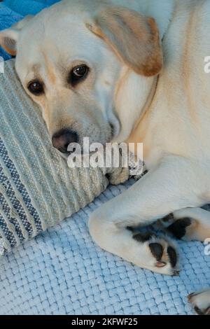 Close-up of a pedigree yellow labrador retriever lying on a couch - John Gollop Stock Photo