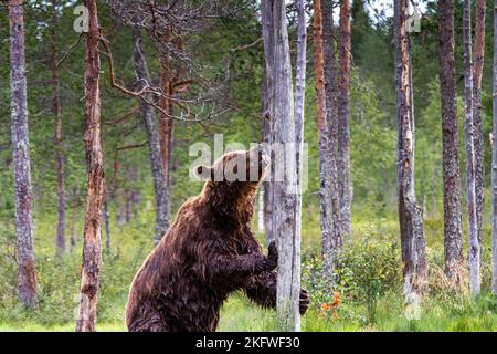 A brown bear climbing a tree in search of food and licking the tree Stock Photo