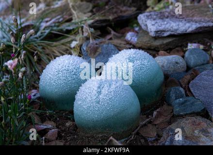 Frozen garden Stock Photo