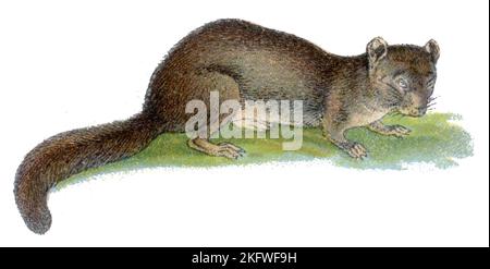 edible dormouse Glis glis,  (zoology book, 1913), Siebenschläfer Stock Photo