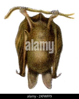 long-eared bat Plecotus auritus Syn. Verspertilio auritius,  (zoology book, 1913), Langohrige Fledermaus Stock Photo