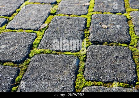 Stone garden path with moss in early morning light. Stock Photo