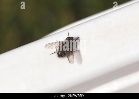 Closeup Male Cluster Fly (pollenia) Family Calliphoridae On Firewood 