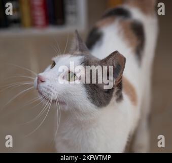 Closeup of cute domestic tabby house cat felis catus looking up for food indoor at home Stock Photo