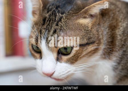 Closeup detail of cute domestic tabby house cat felis catus face with whiskers Stock Photo