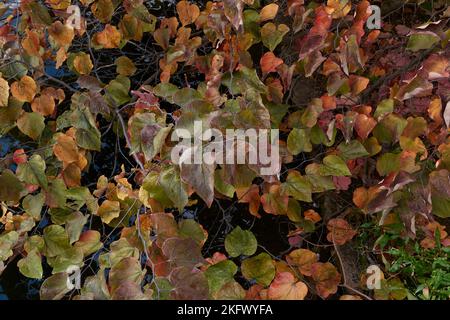 Cercis canadensis colorful foliage Stock Photo