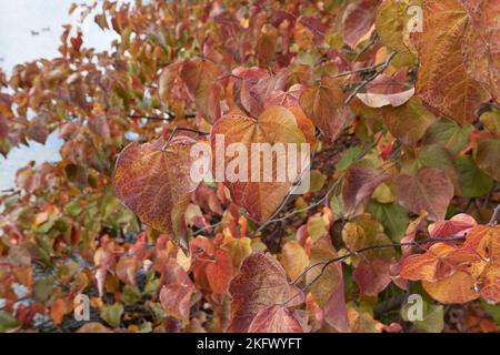 Cercis canadensis colorful foliage Stock Photo