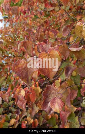 Cercis canadensis colorful foliage Stock Photo