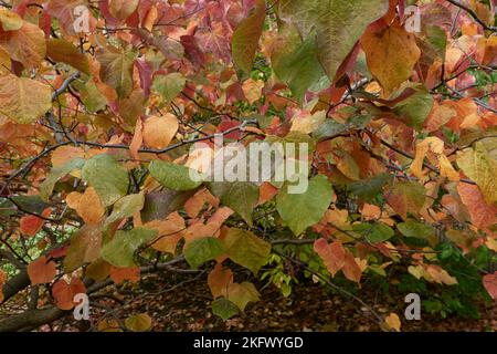 Cercis canadensis colorful foliage Stock Photo