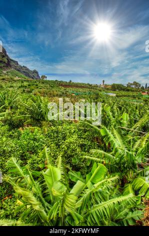 Banana palms plantation in Tenerife, Canary Islands Stock Photo - Alamy