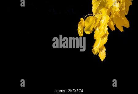 American Elm leaves in natural environment isolated on a black background Stock Photo