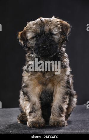 Tibetan Terrier Puppy Stock Photo