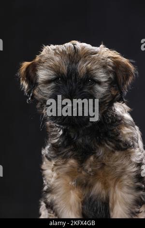 Tibetan Terrier Puppy Stock Photo