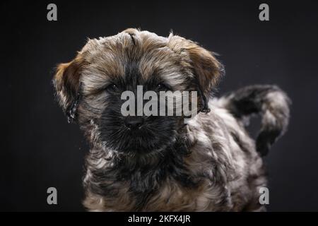 Tibetan Terrier Puppy Stock Photo