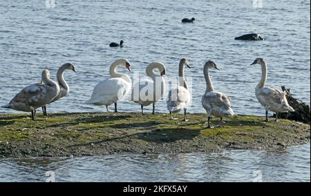 Swan family, father, mother and five teenager cygnets. A small lake in Hardenberg, Netherlands Stock Photo