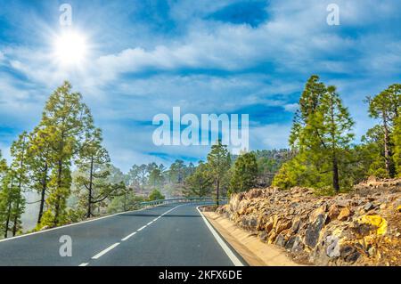 Road along the canarian pines in the Corona Forestal Nature Park, Tenerife, Canary Islands. Stock Photo