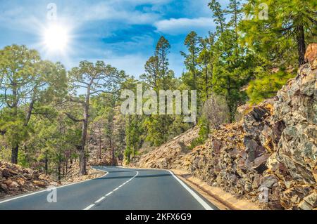 Road along the canarian pines in the Corona Forestal Nature Park, Tenerife, Canary Islands. Stock Photo