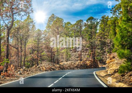 Road along the canarian pines in the Corona Forestal Nature Park, Tenerife, Canary Islands. Stock Photo