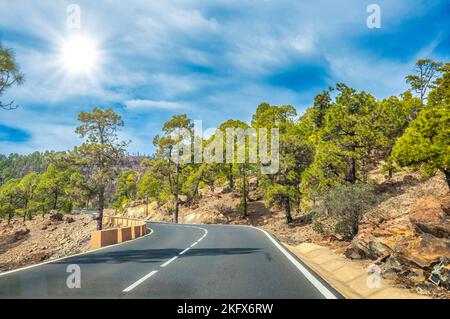 Road along the canarian pines in the Corona Forestal Nature Park, Tenerife, Canary Islands. Stock Photo