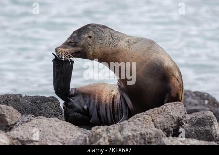 Galapagos sea lion, Zalophus wollebaeki, scratching Santa Cruz Island, Galapagos Islands Stock Photo