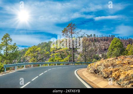 Road along the canarian pines in the Corona Forestal Nature Park, Tenerife, Canary Islands. Stock Photo