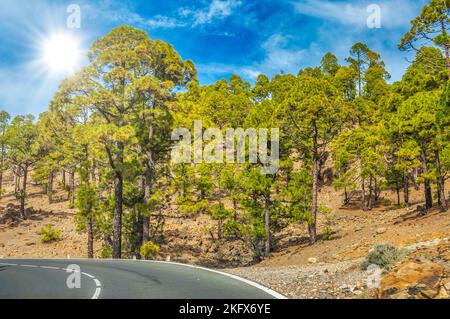 Road along the canarian pines in the Corona Forestal Nature Park, Tenerife, Canary Islands. Stock Photo